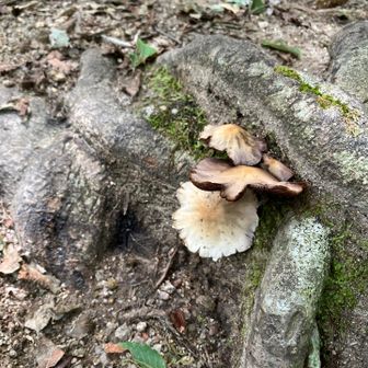 不思議なキノコ🍄‍🟫　キノコ同定できる能力がほしい。