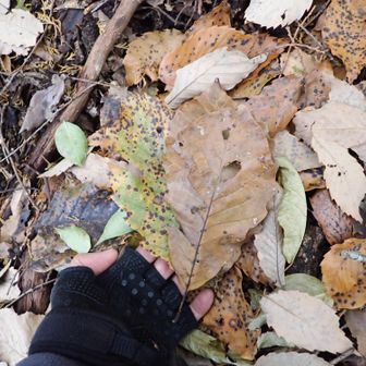 これはナラガシワ