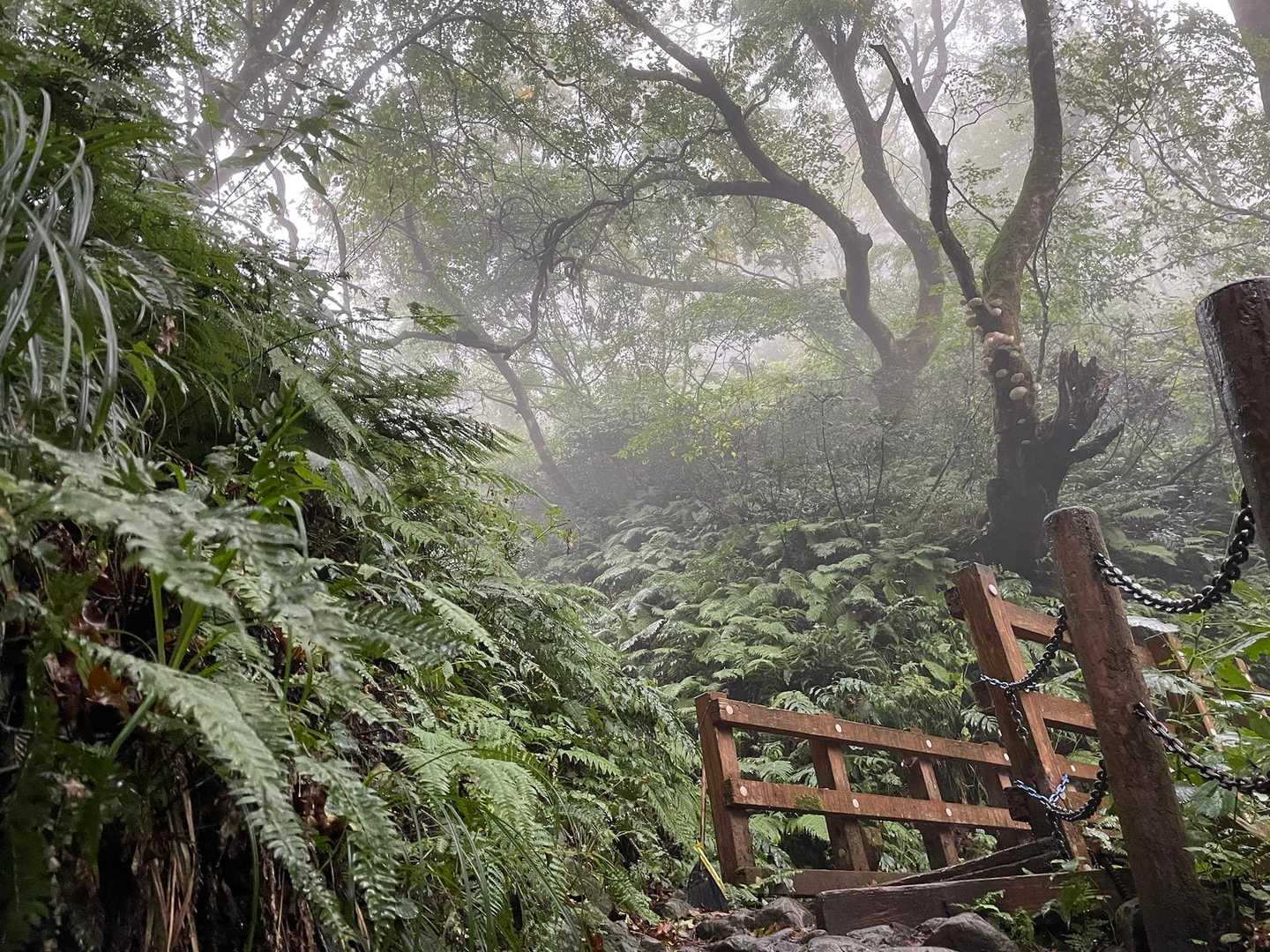 表参道コース | 彌彦神社から始まる、越後人の「心のふるさと」標高634mの霊峰の写真