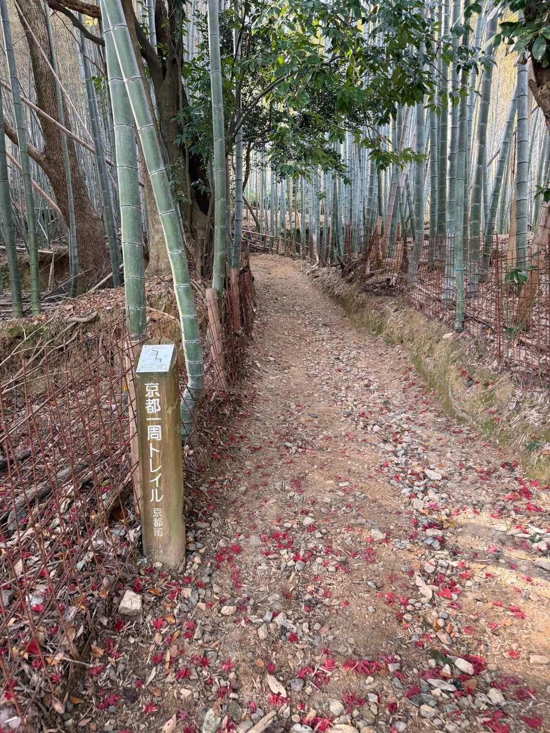 保津峡駅-保津峡登山口-トロッコ保津峡駅-新烏ヶ岳-烏ヶ岳 縦走コースの写真