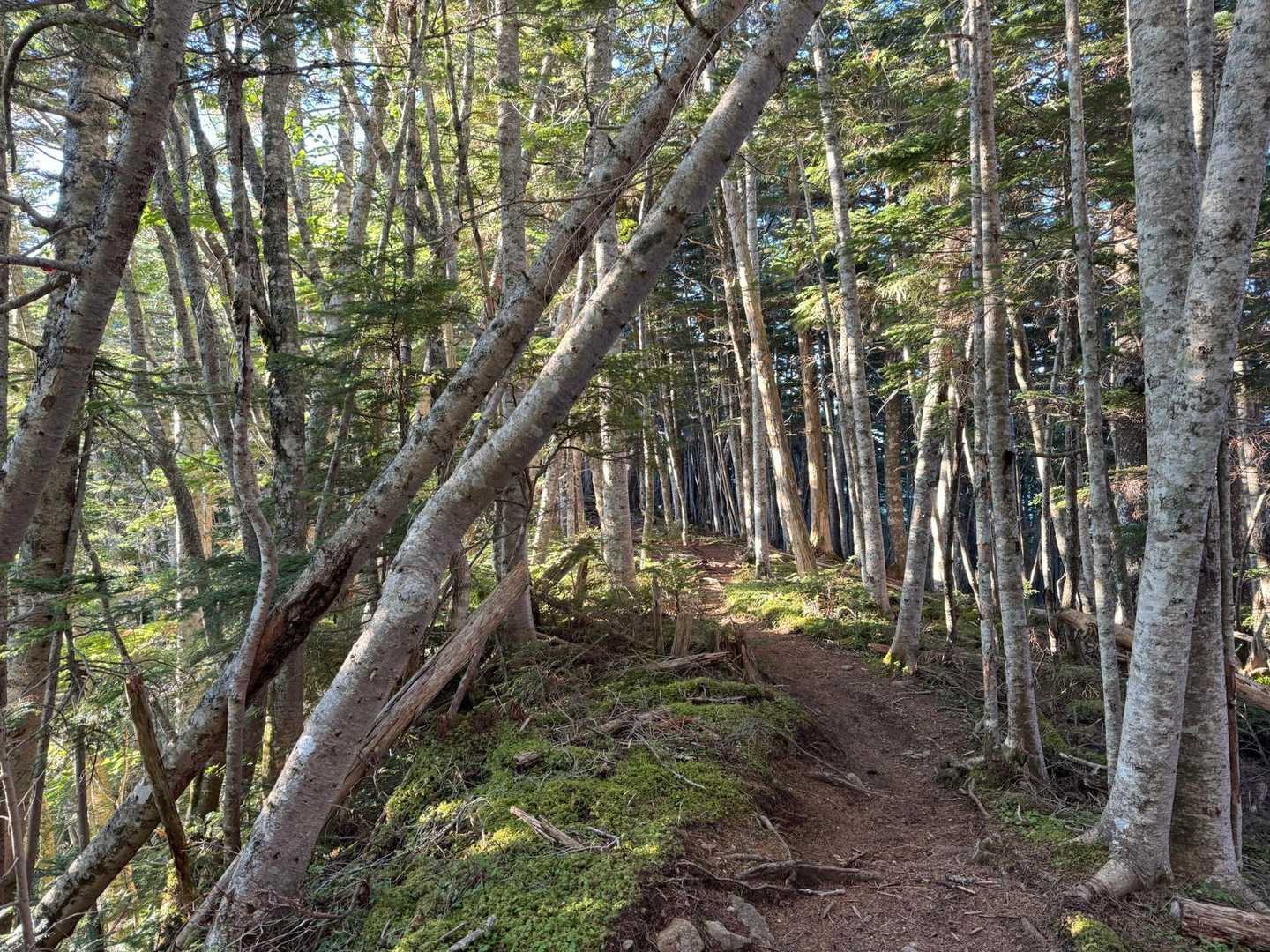 　朝日の木漏れ日が心地よい道。落ち葉は、標高を下げるにつれてシラビソやシラカバからマツへと移り変わる。
　やがて広葉樹に、地名の由来となったサワラ（椹）が混じり始める。九十九折りの道に川のせせらぎが聞こえてくれば、間もなくゴールだ。
