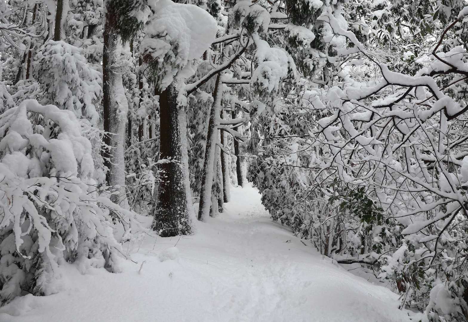 中部北陸自然歩道入口-横尾八幡社-馬鬣山-奥馬鬣山-南保富 往復コースの写真