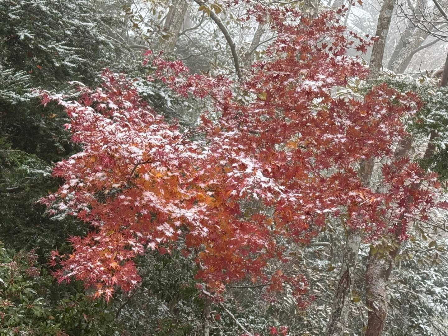 紅葉🍁に雪❄️