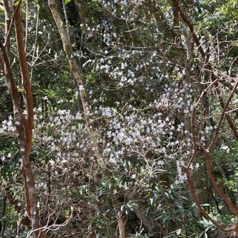 渓谷散策中のTさんから
白ツツジが満開ですよ〜のお知らせ✿.*･