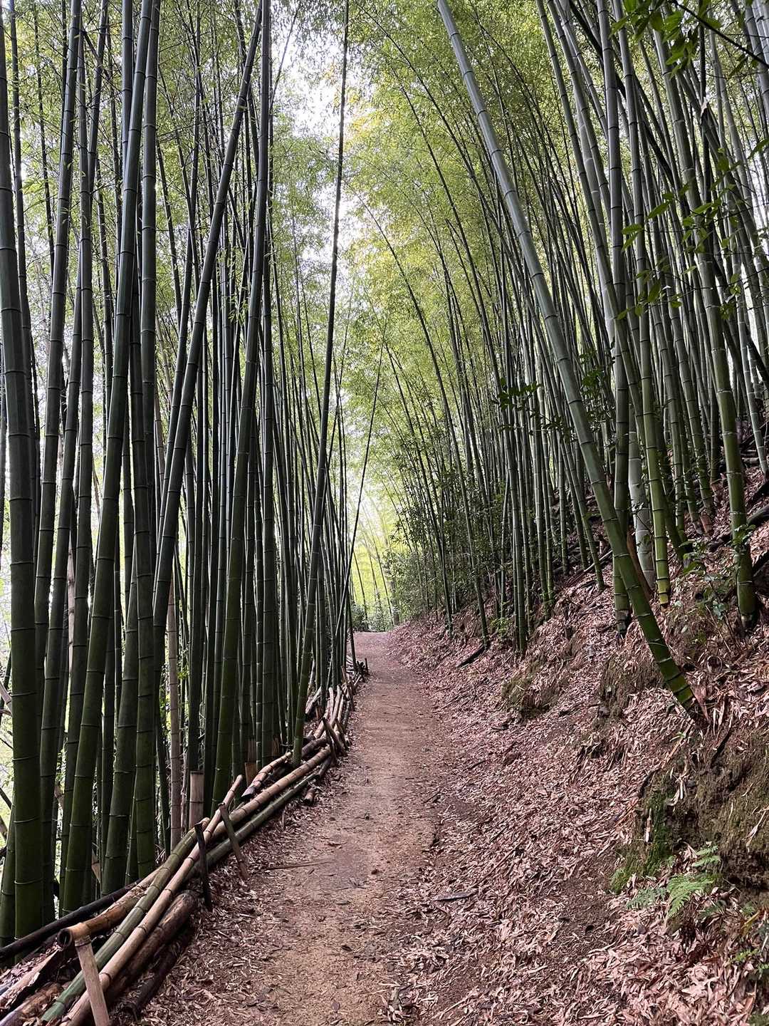 大山崎駅-天王山-酒解神社 周回コースの写真