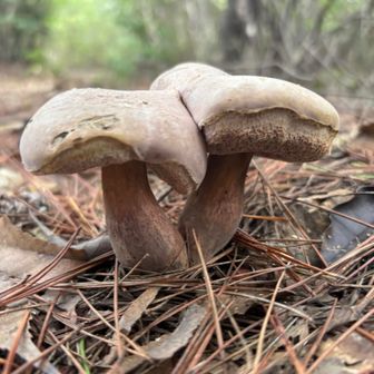 夫婦イチャコラキノコ🍄‍🟫🍄‍🟫