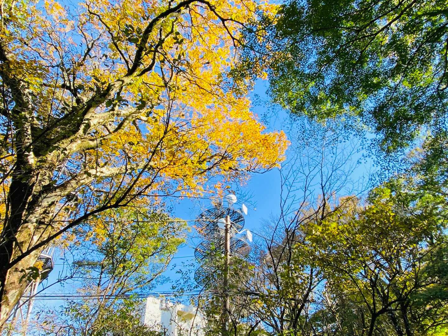 たまに見上げて🍁📸✨
