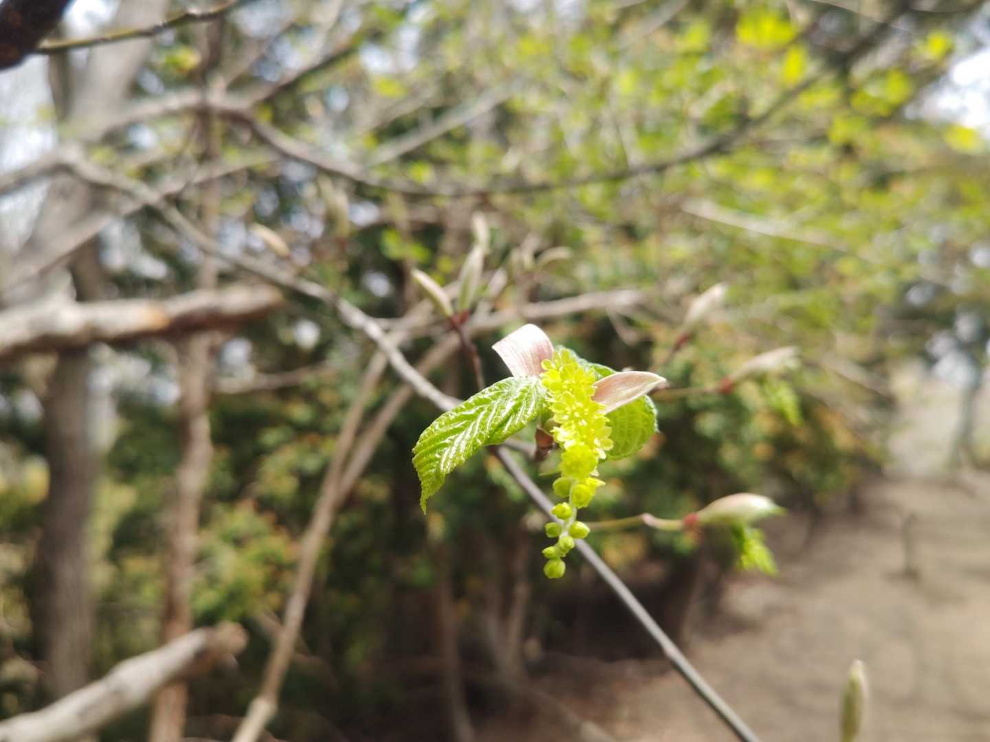 観音岳 周回コースの写真