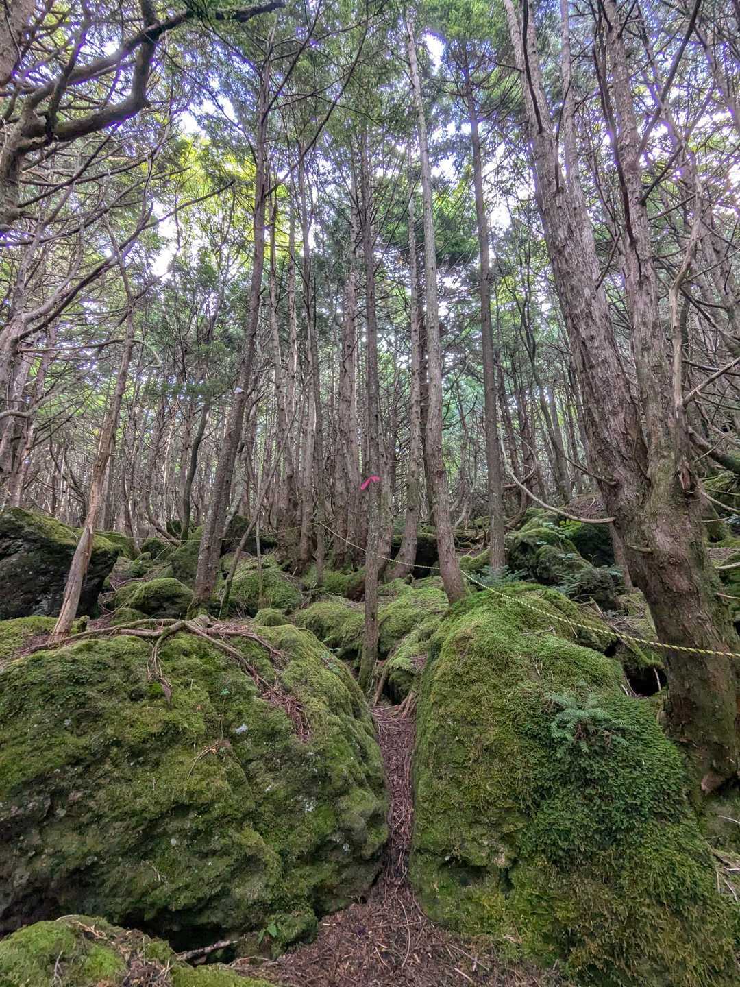 分かりづらいけど、ちょつと素敵な苔苔ゾーン💚