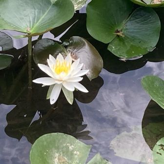 池に睡蓮が残っていた