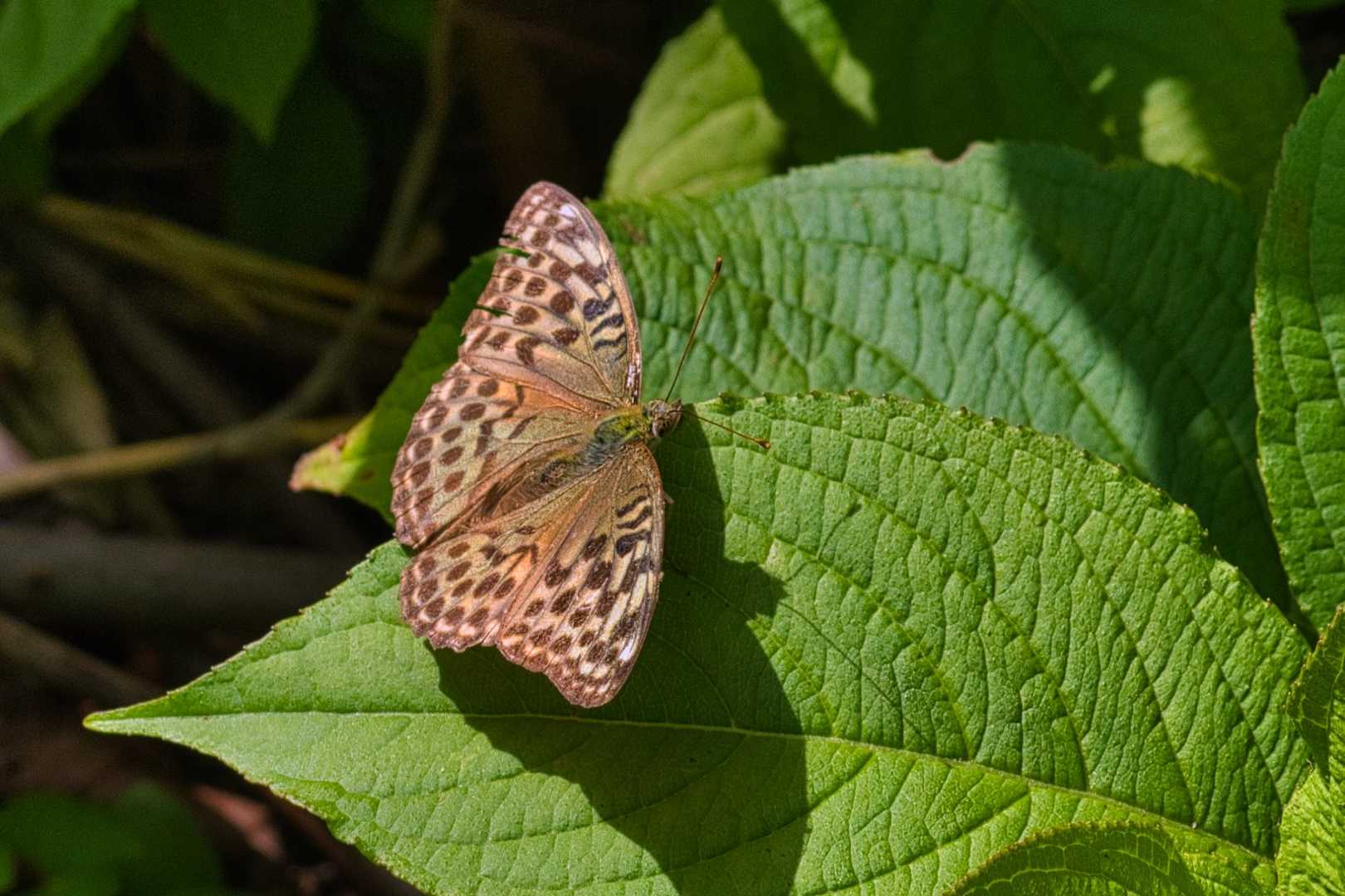 ヒョウモンチョウでしょうか