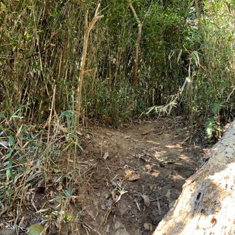 そこら辺に生えてる細い笹を掴んでよじ登り