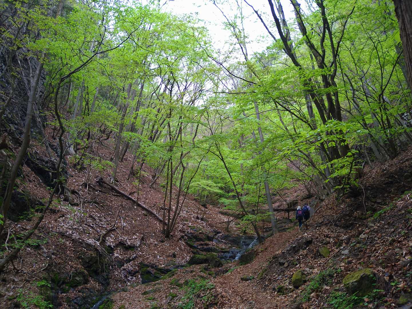 天狗岩登山口-天狗岩 往復コースの写真