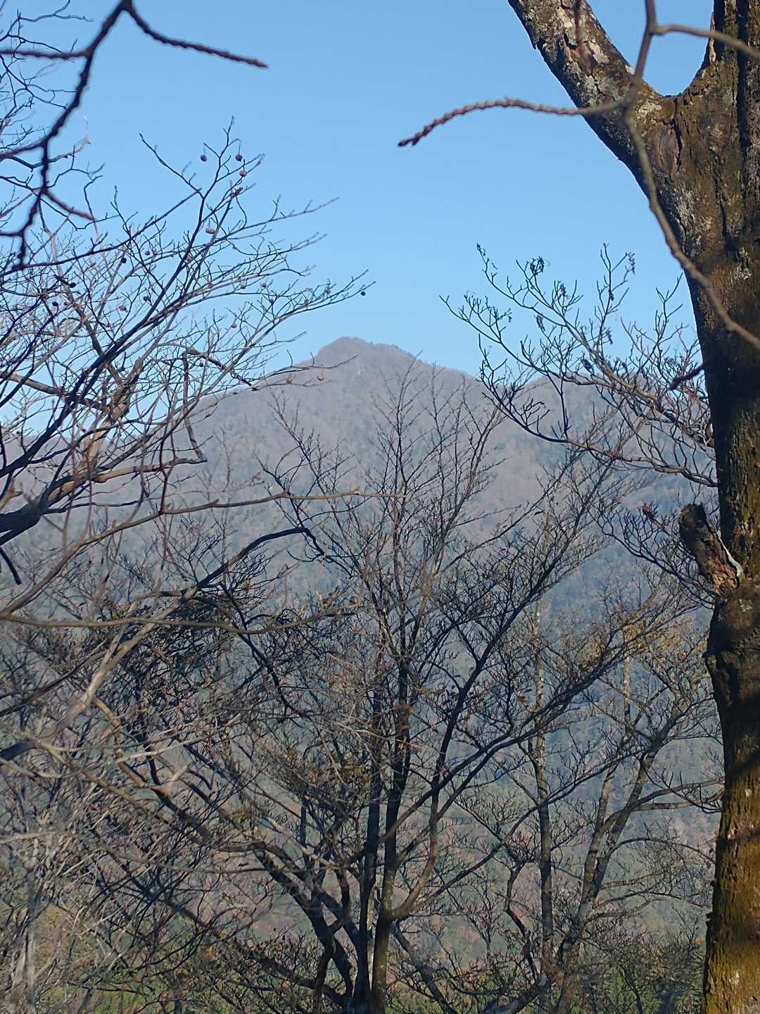 登り始めてすぐに向いの傾山が見えた