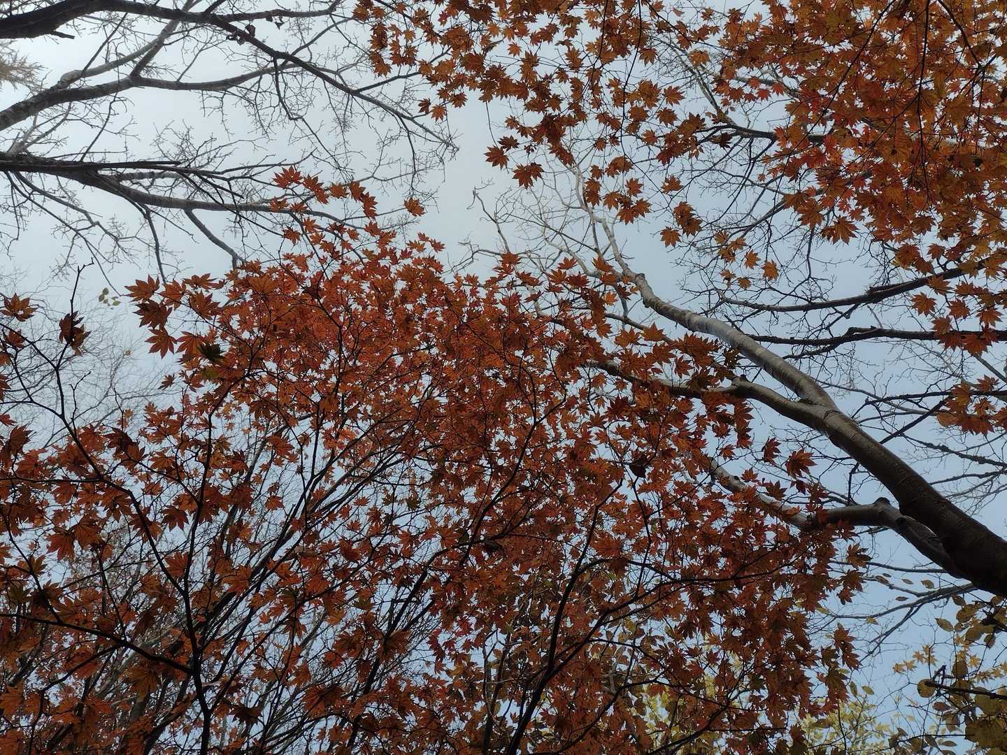 見上げる紅葉🍁