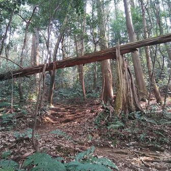 この倒木のゲートを潜って中継所のコルへ👣