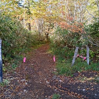 ここからニセカウ頂上までは道迷いなく行けますし、困難場所もないです。