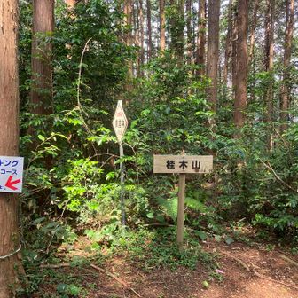 桂木山。
下山も適当にピークハントしながら下る。
ここもまぁ通過でいいかな……