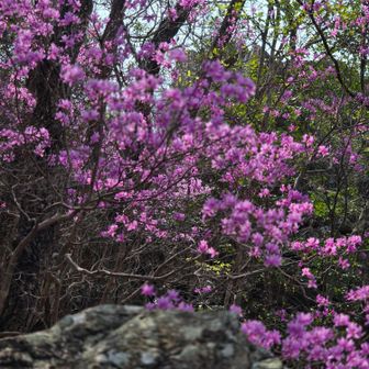 大岩到着、ここにくる前にパラダイスにも寄りましたよ