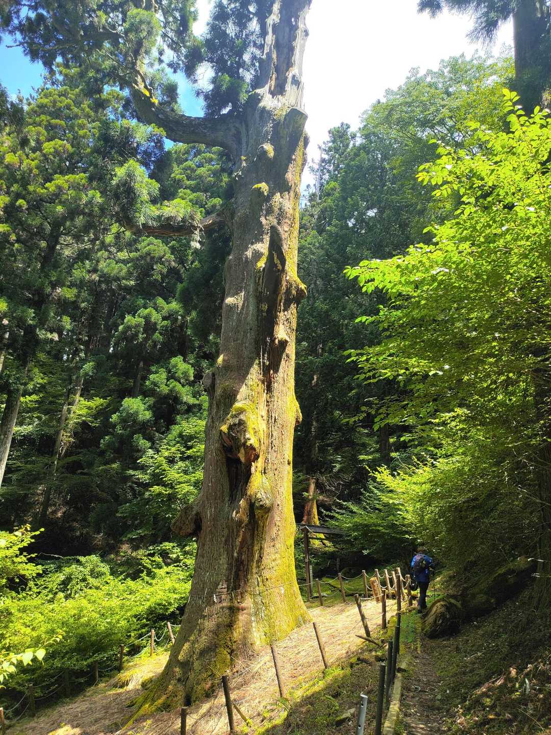 大船山 往復コースの写真