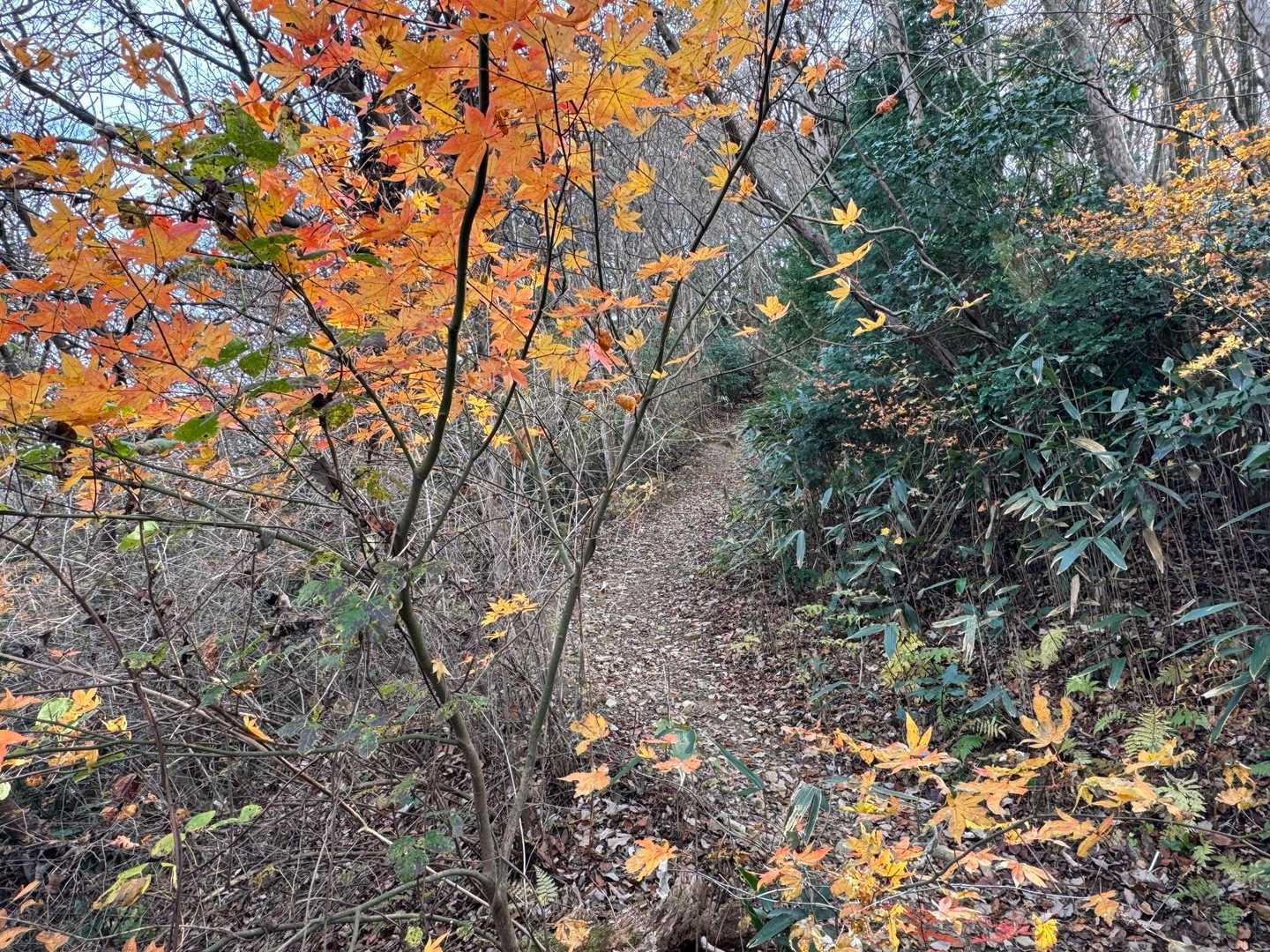 紅葉も残っています