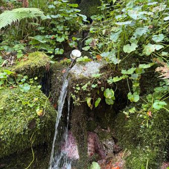 水が豊富で苔も瑞々しい