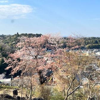 桜の向こうに京王線のホームと駅北側の丘陵。丘陵の山腹にも満開の桜の木がちらほら。