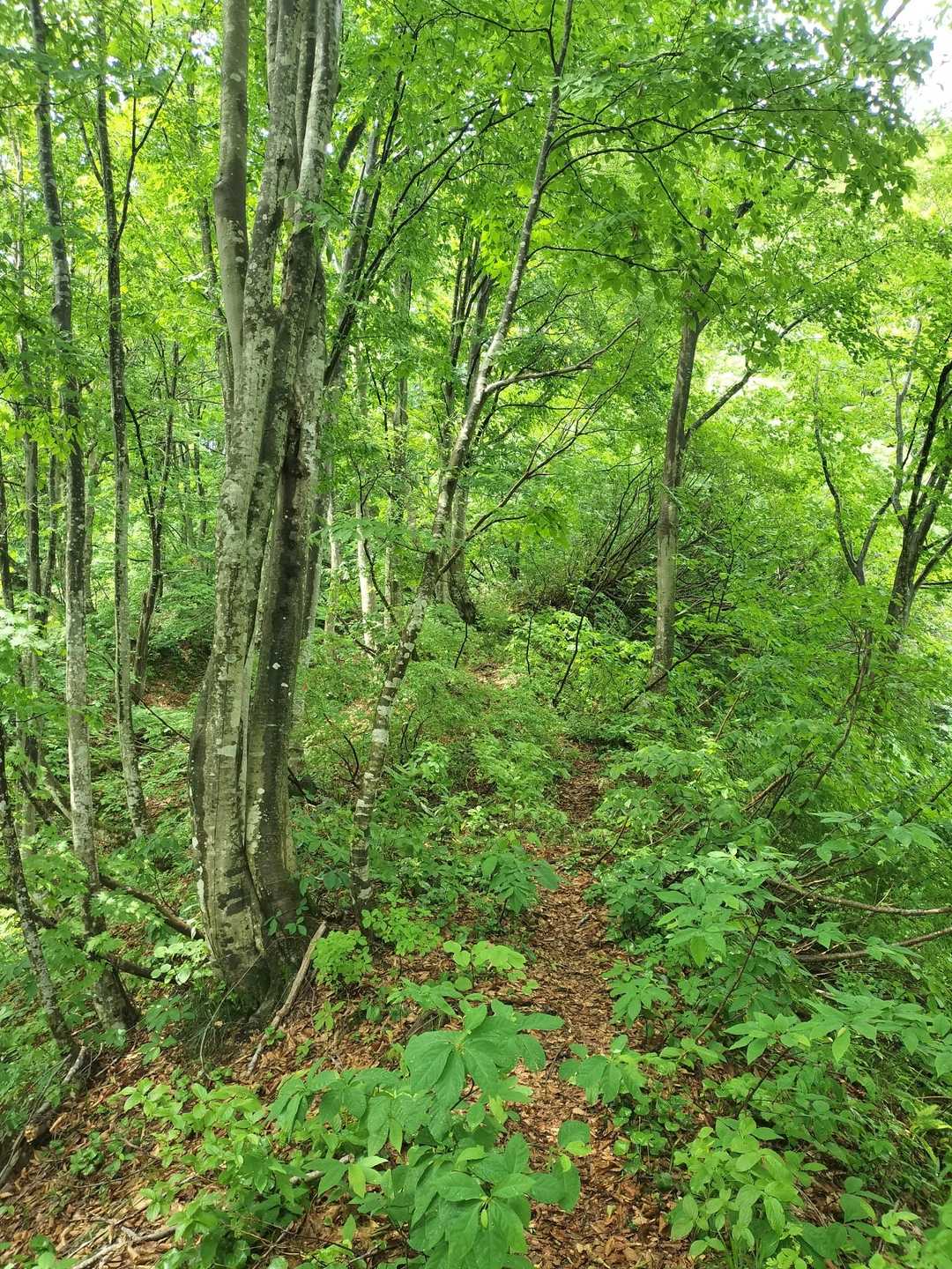 母狩山 往復コースの写真
