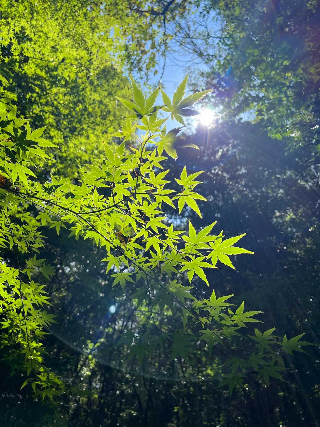 暑いけど木陰が多くて助かります😉