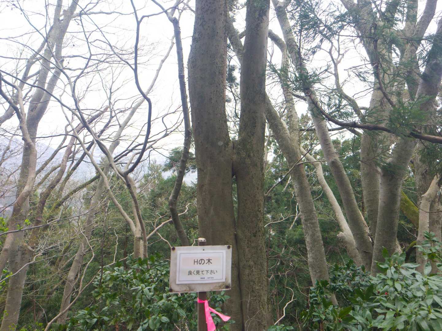 猿毛岳 周回コースの写真