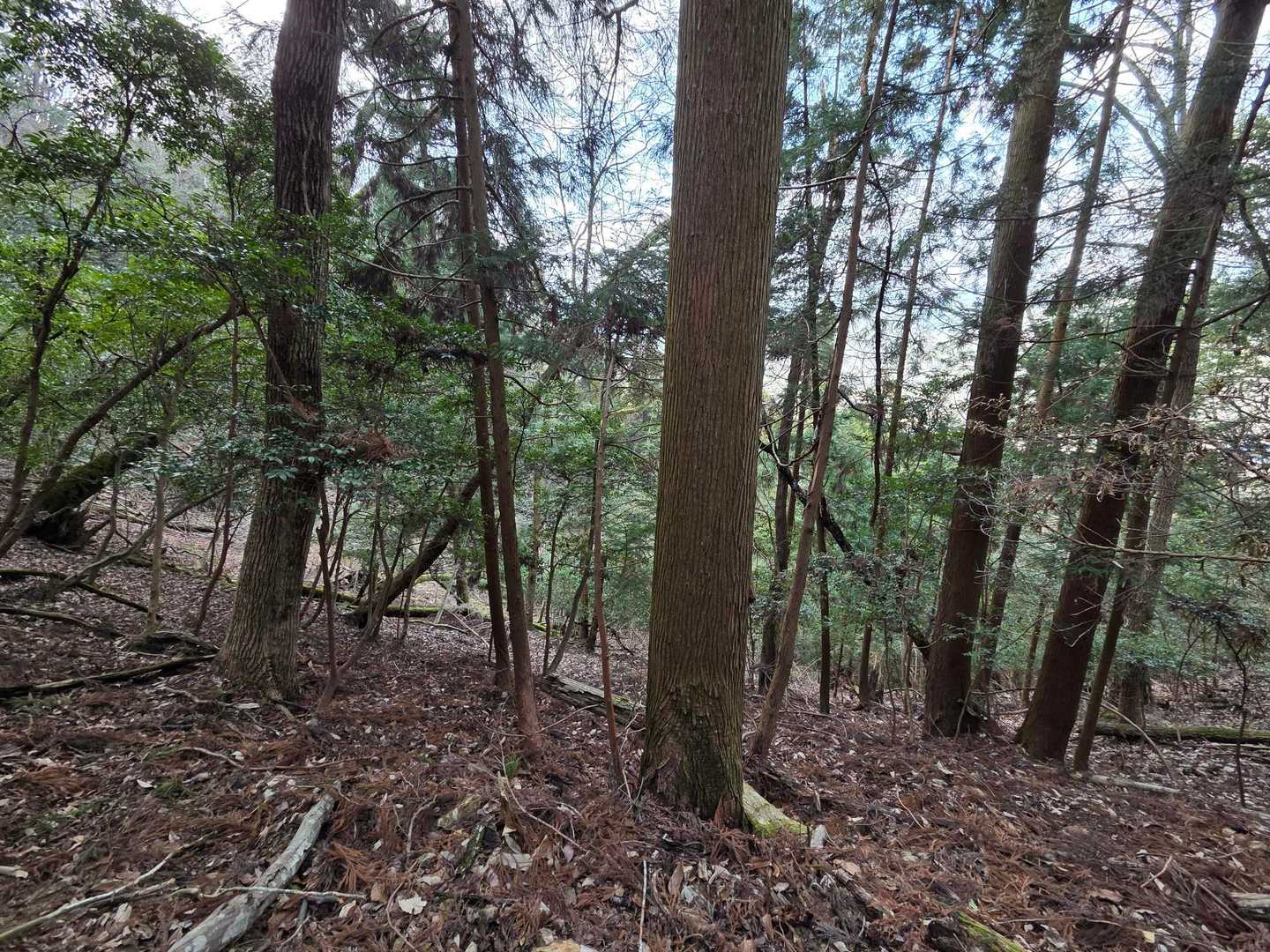 ここら辺から道が分かりにくくなる所