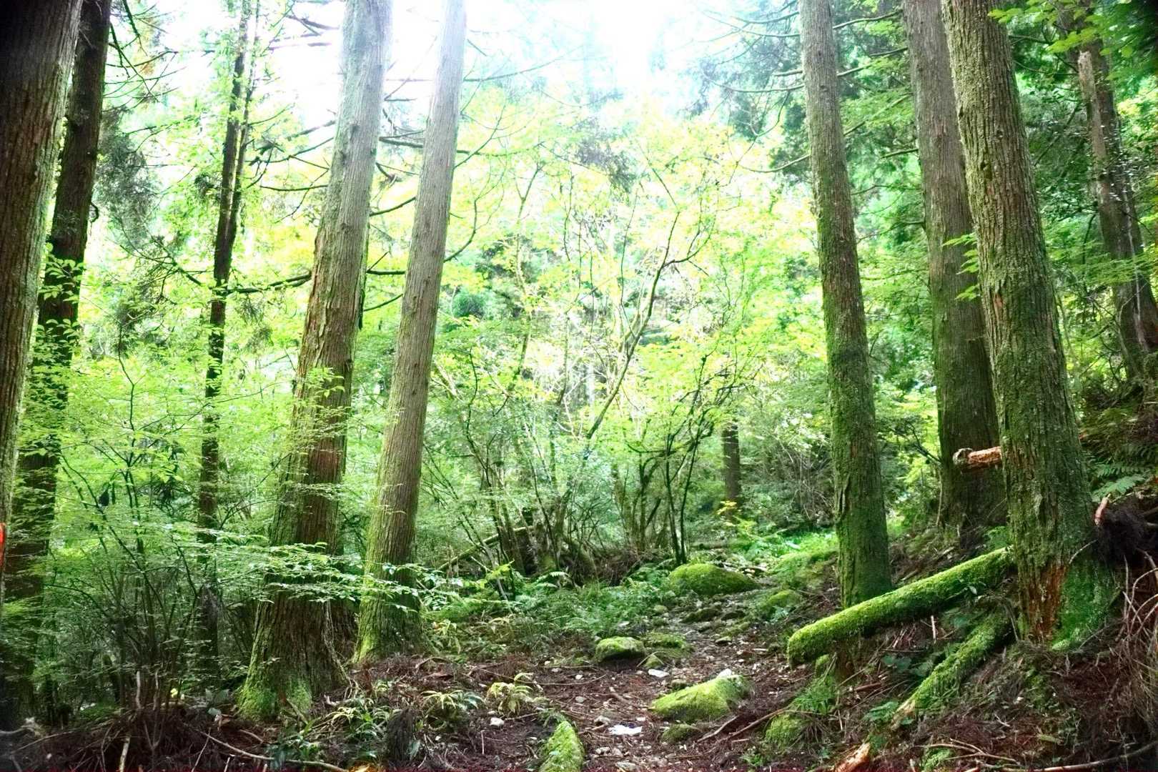 ここも光り輝く森🌳