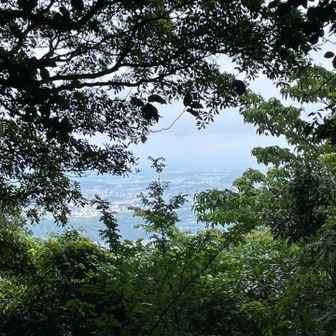 枝葉が伸びて眺望はさらに狭くなってる