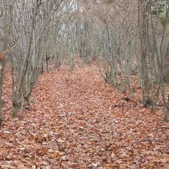 ②落ち葉に埋まった道を歩く。（鉾取山）