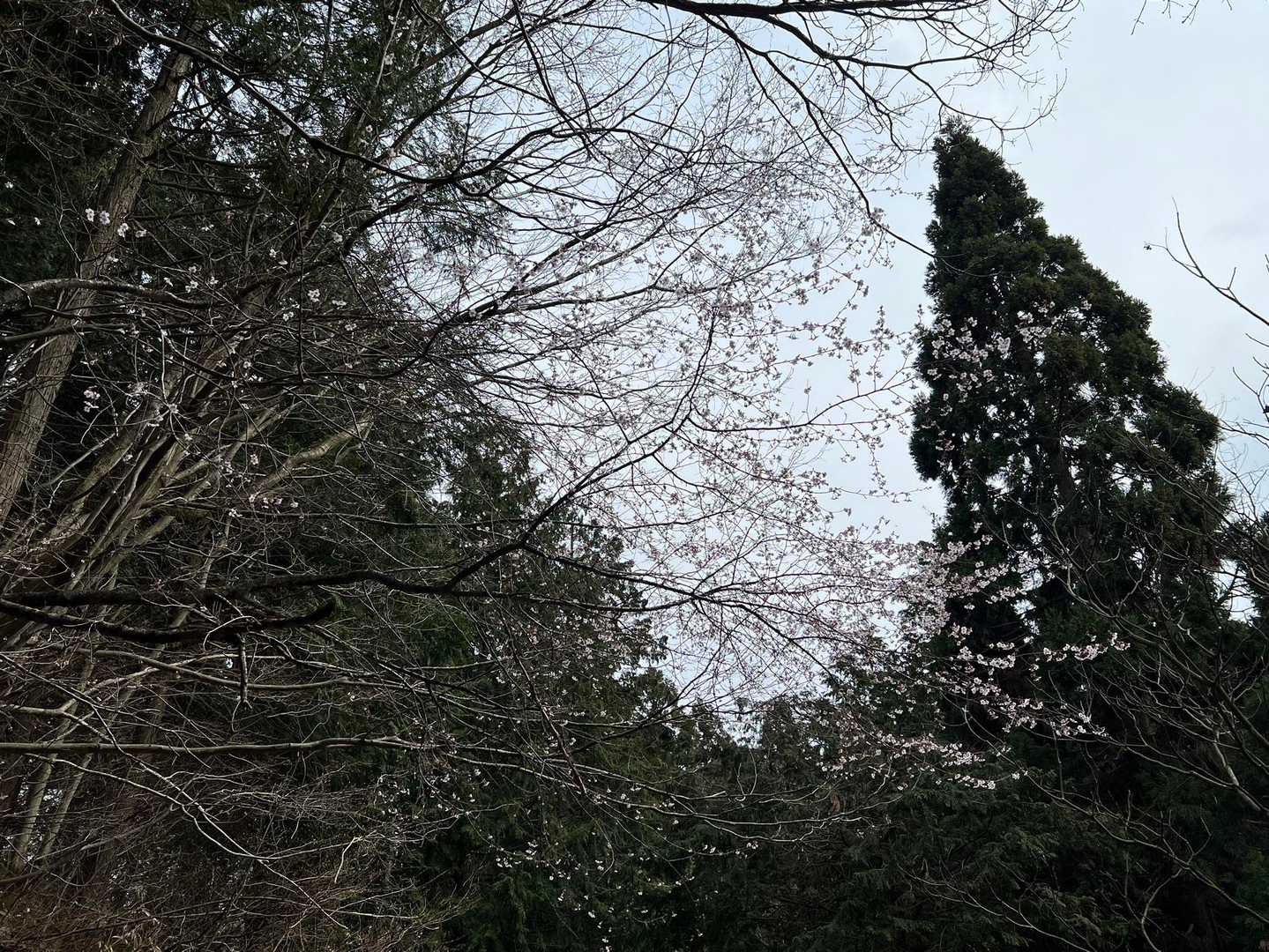 下山途中に山桜🌸
空が青かったら、もう少し咲いてるの分かったかな😅