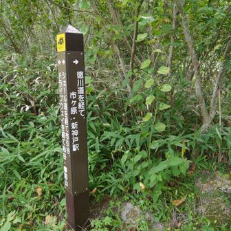 徳川道へ