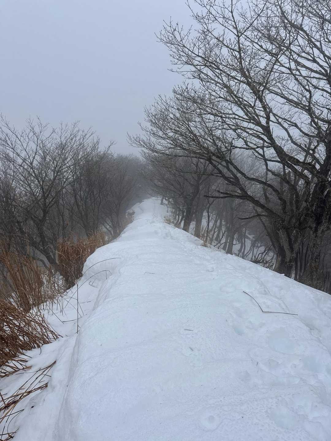 フトウガ峰までへの道。
モフモフで楽しそうだけど　ここで
折り返します