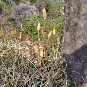 今年初めての　
つくしの子