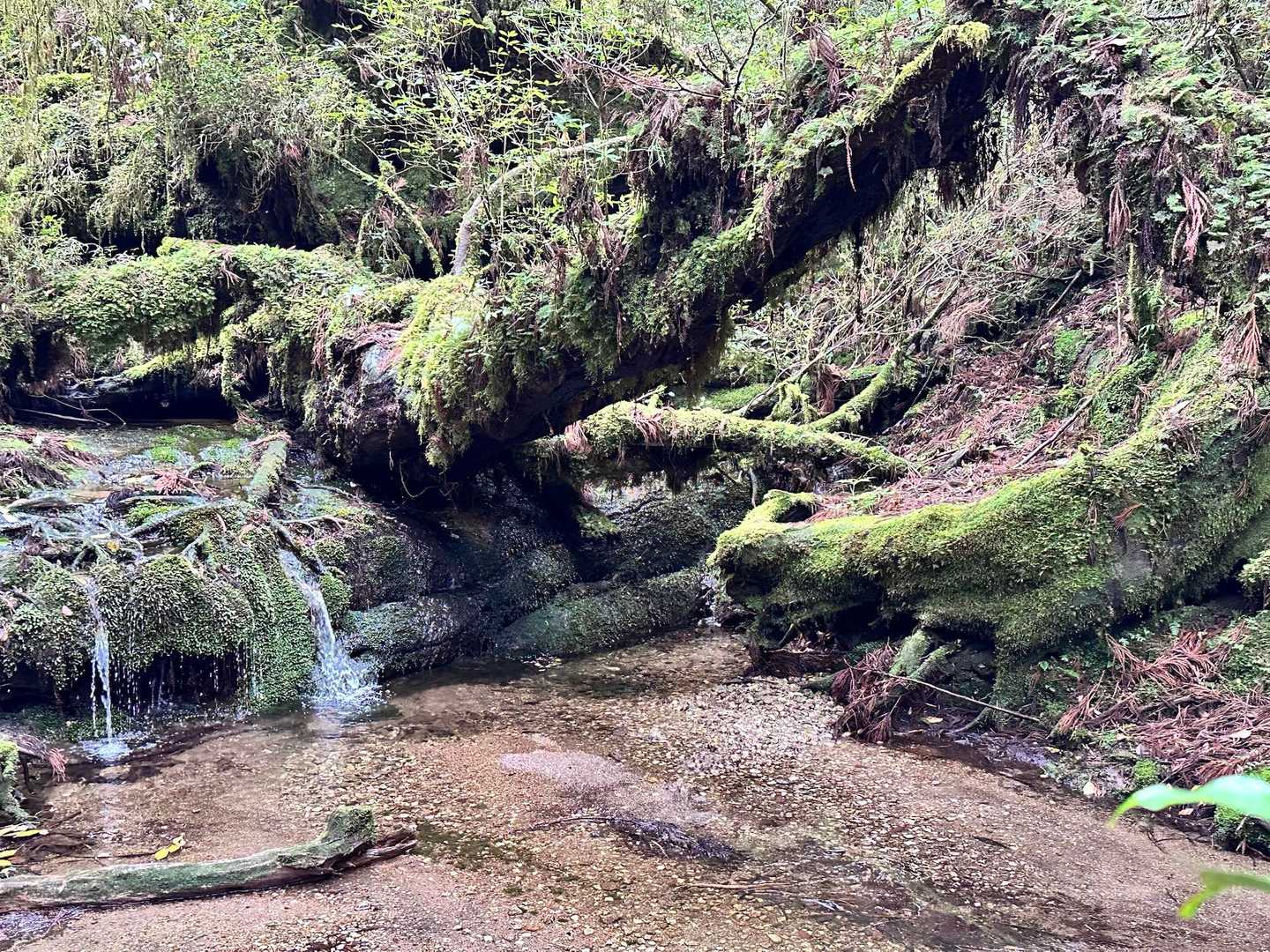 太忠岳 往復コースの写真