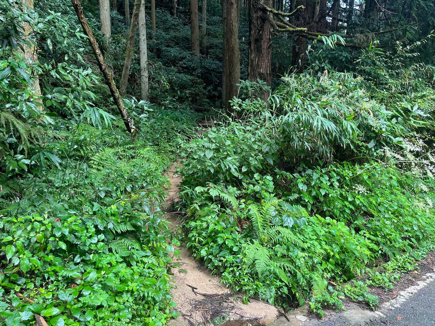 通り過ぎちゃいそうな、ここから登ります