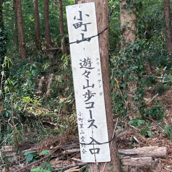 こちらの登山口からスタートしましたが、降りて来られた婦人に山頂での眺望を聞くと、普段なら富士山やスカイツリーが見られるが今日はサッパリですね、との嬉しい😱お言葉が😅