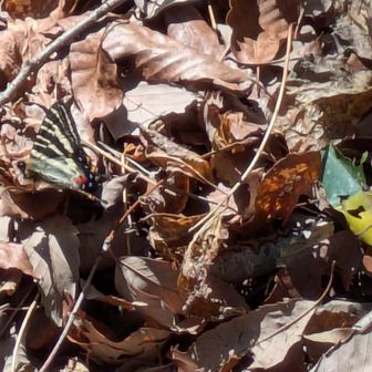中央の左側、「ギフチョウ」と思います。私の技量からは上出来の写真です。