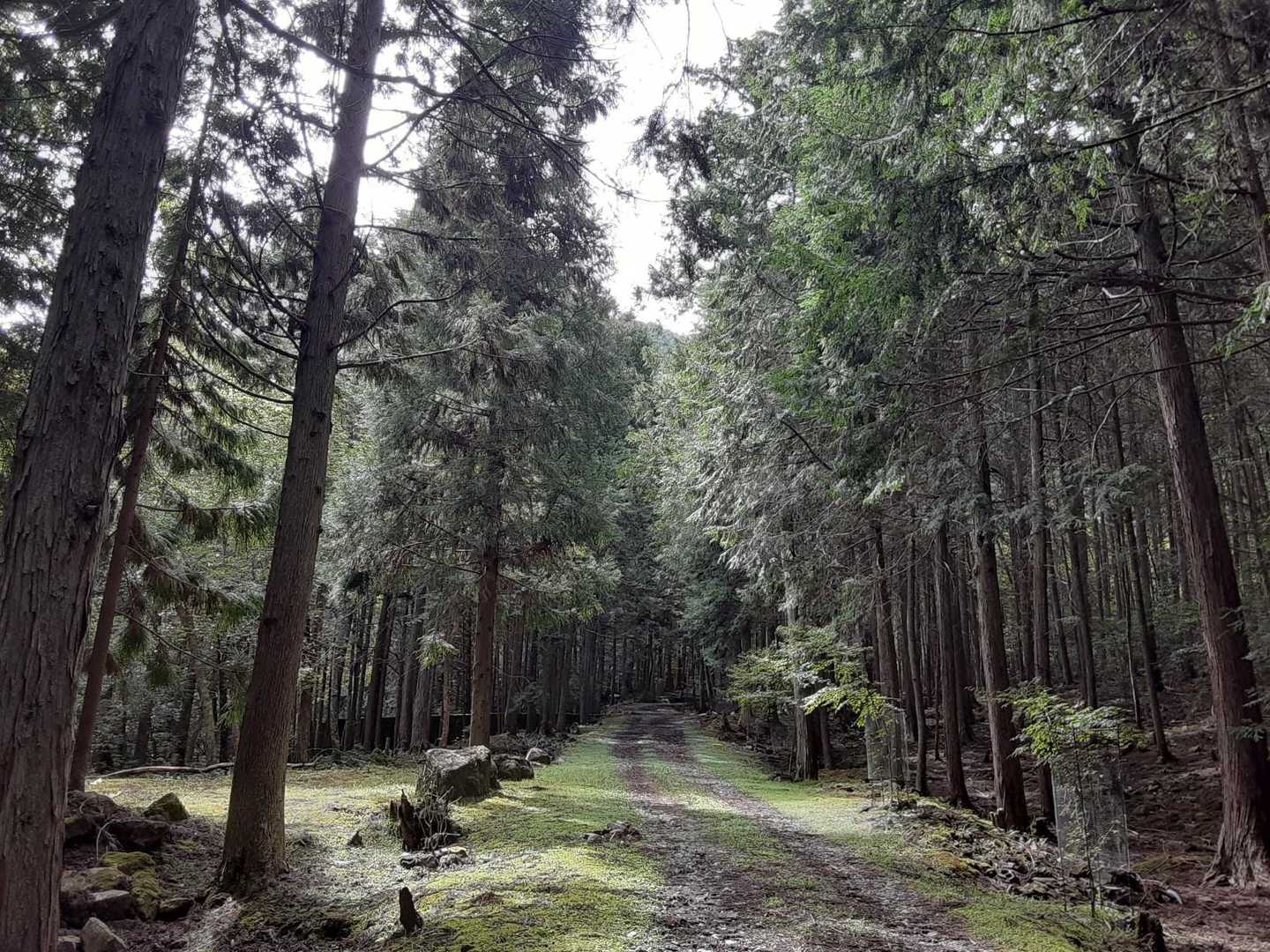 金輪寺-半国山-牛つなぎ広場 周回コースの写真