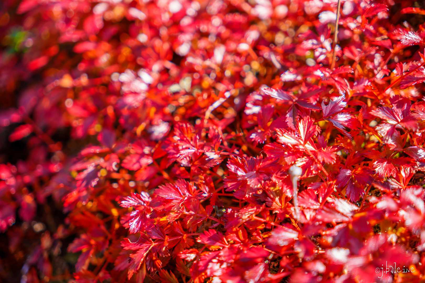 石室のチングルマは真っ赤に紅葉してます。綿毛がなくなってました。