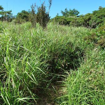 西万年に向かいます。
道は草で覆われてます。
半ズボンなので足が痛い🤕
なぜ「山」が付かないのかな？