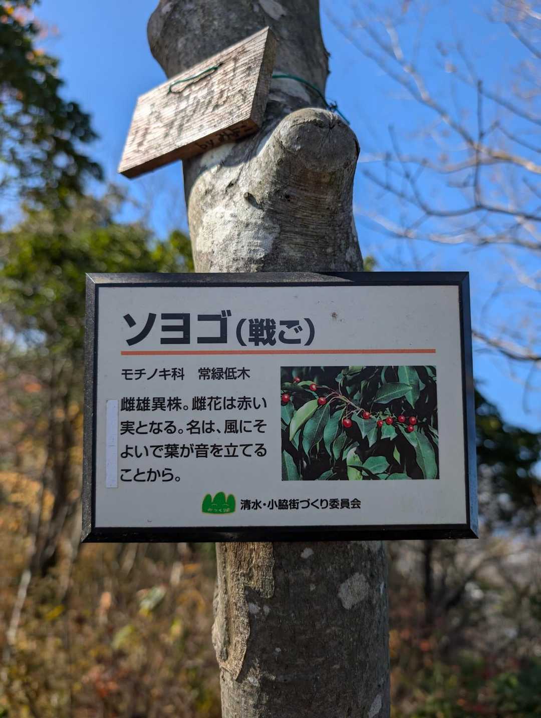 ソヨゴの漢字を知った日🤭