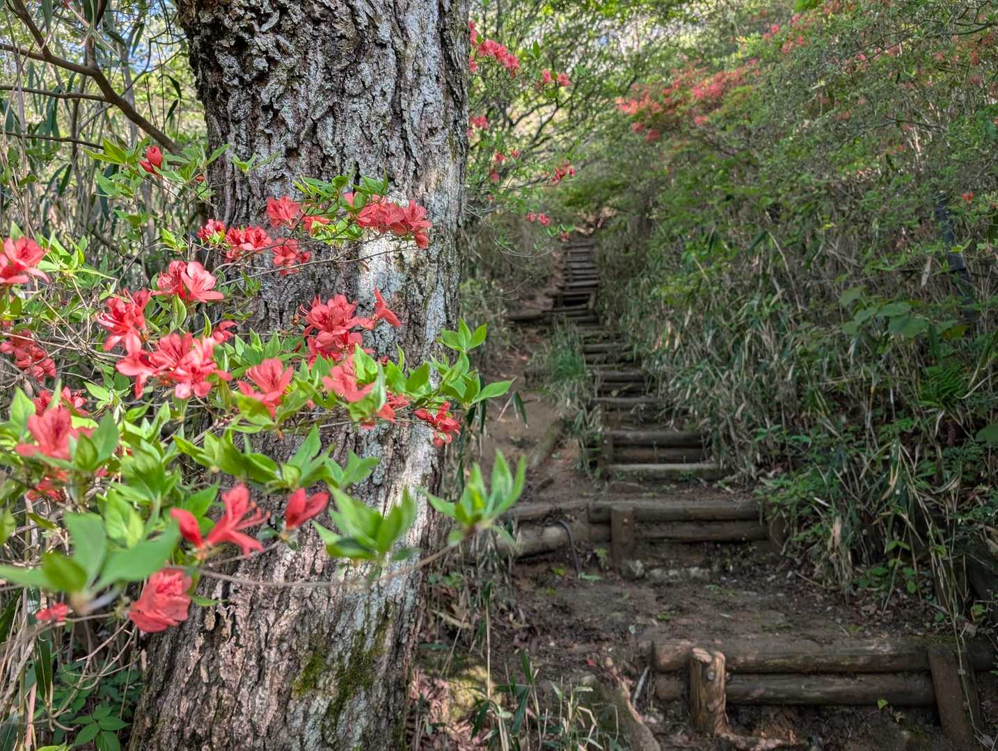水越峠バス停-水越峠-葛城山 往復コースの写真