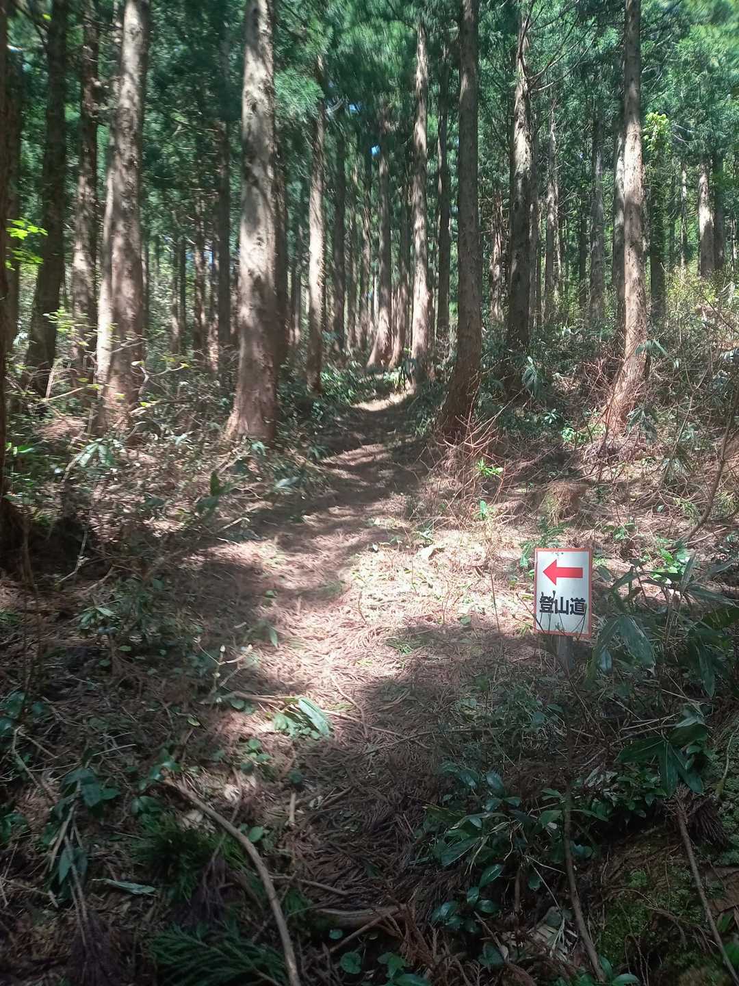 ここから道が狭くなり、本格的な登山道になります。
