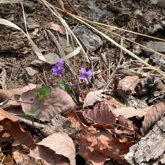 スミレ