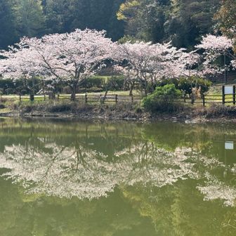 池(堀)の水は綺麗ではないが🌸は綺麗に映る🤩
